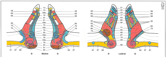Cartographie du pied (réflexologie)