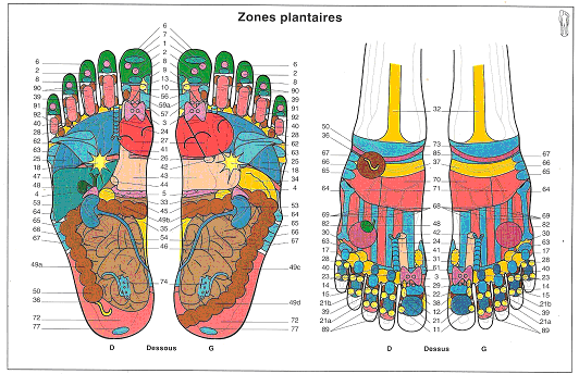 Cartographie du pied (réflexologie)